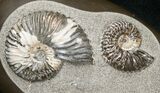 Killer Russian Ammonite (Deshayesites) Association #15588-1